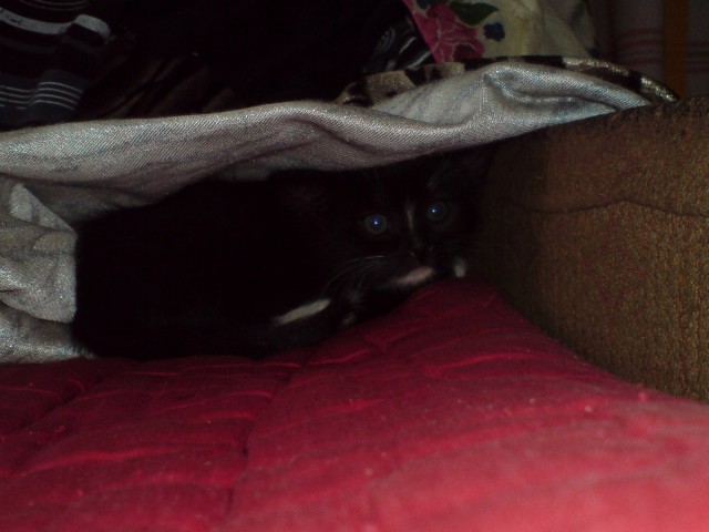 Котовторник