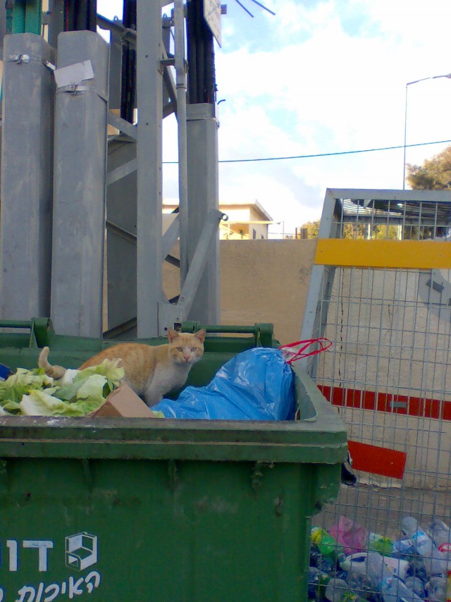 Котовторник 12.05.2015