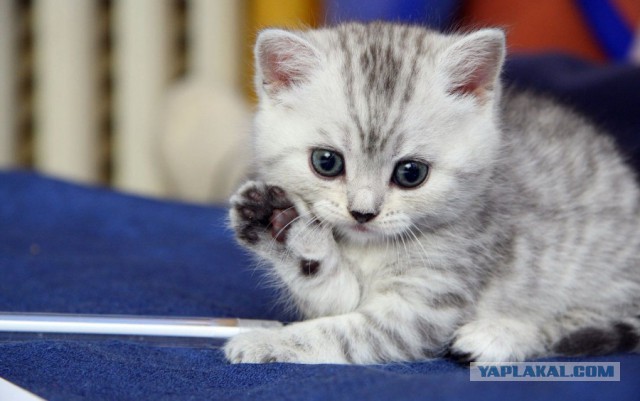 17 фотографий котов