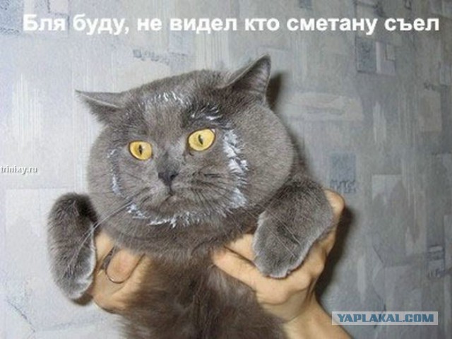 Кто съел сметану?