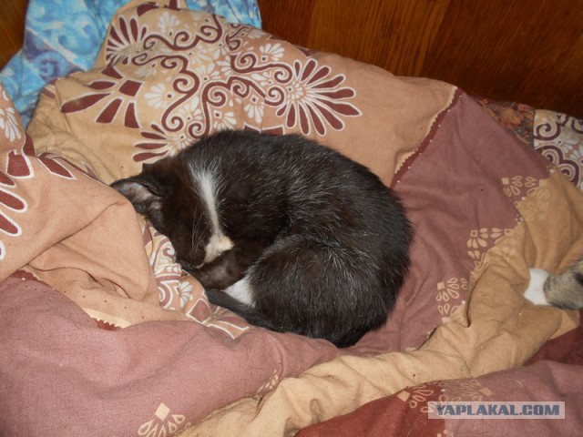 Жизнь домашнего приюта для котеек 95