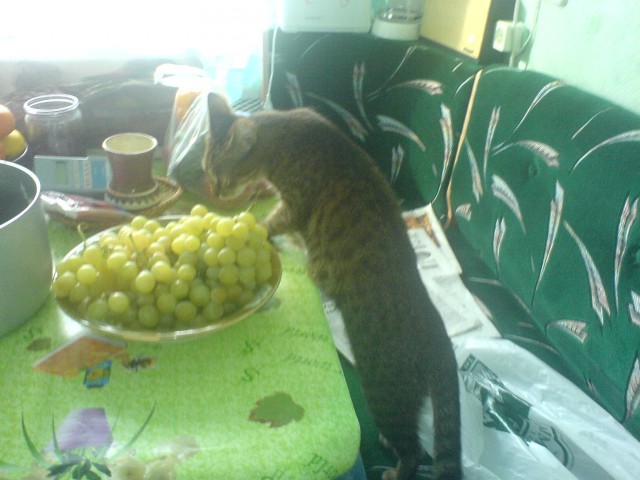 Подборка животных, которых застали за трапезой