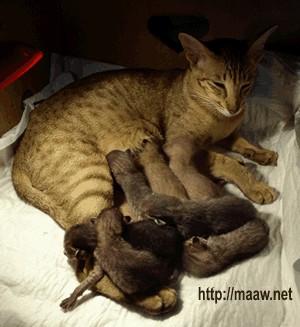 Коты, кошки, котята
