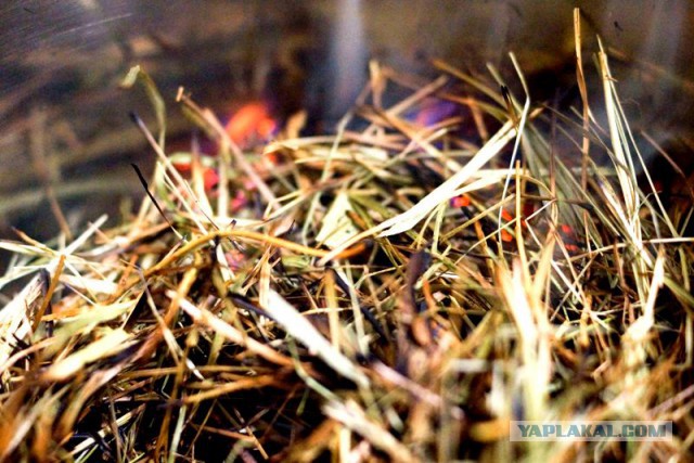 Психокулинария. День открытых дверей.