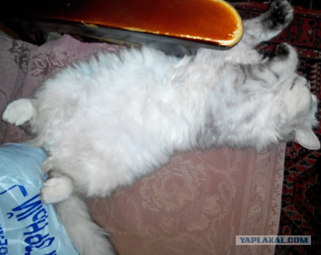 Невероятная кошка Алиса с шерсткой цвета мрамора