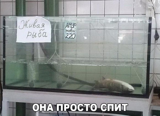 Подборка безудержного веселья