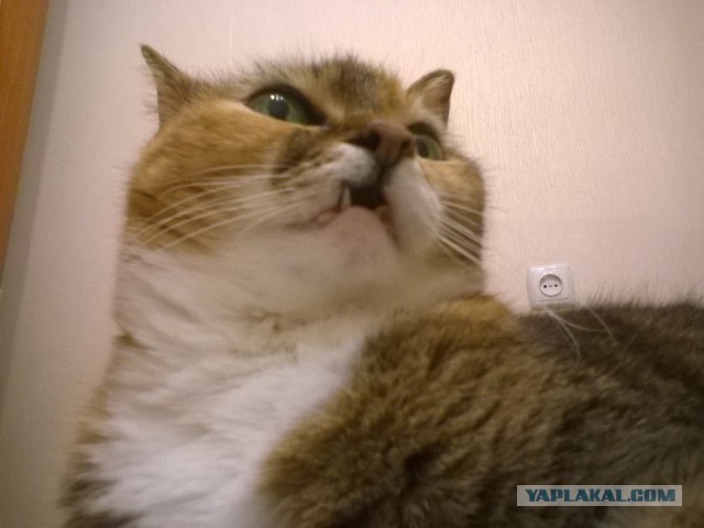 Коты и Кошки