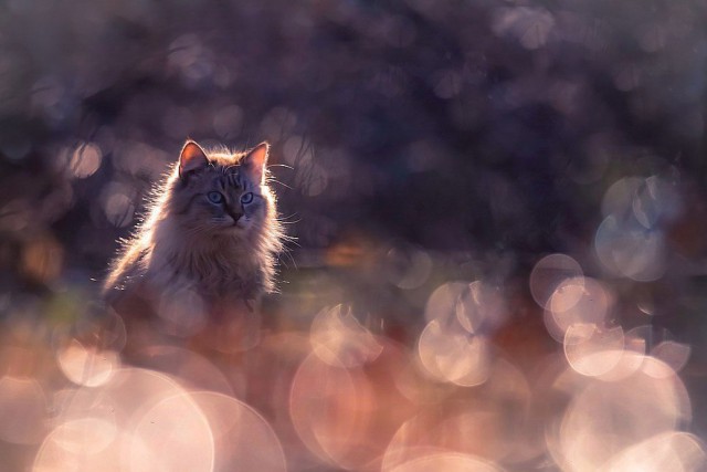 Коты и Кошки