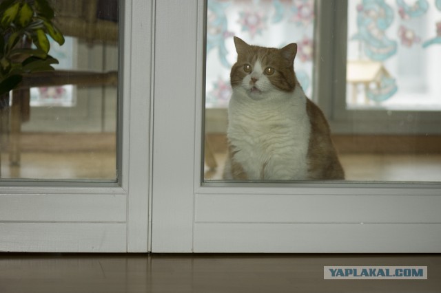 Котовторник 30.05.2017