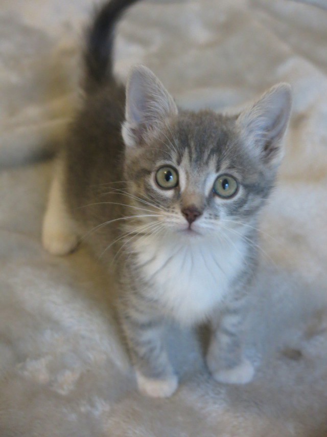 Коты и Кошки
