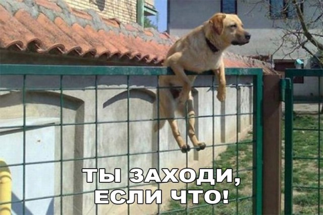 Подборка забавных животных