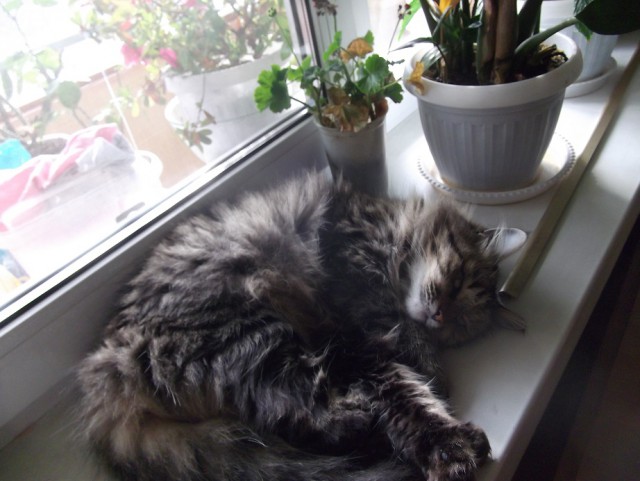Котовторник  10.10.2017