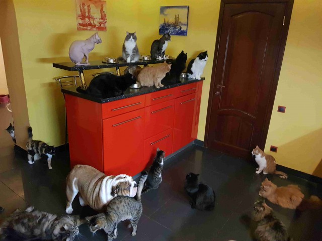 Котовторник 12.12.2017