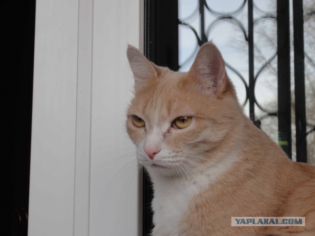 ДОКОЛЕ? Или как заставить кота приносить доход в семью