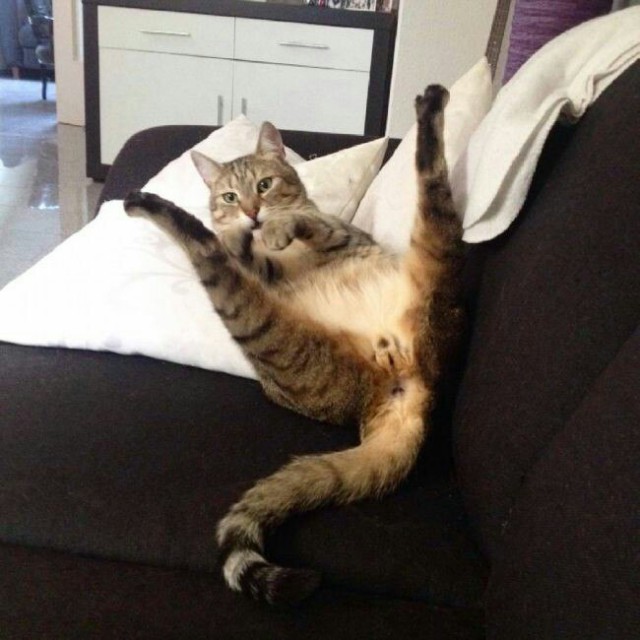 Прикольных котов пост