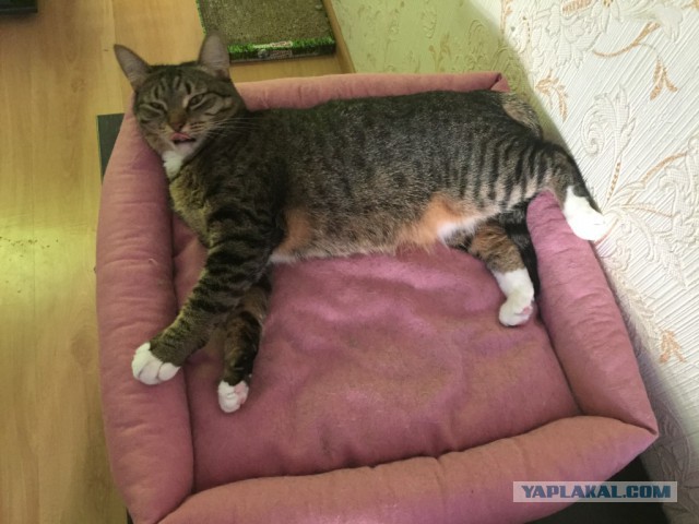 Котовторник 20.02.18