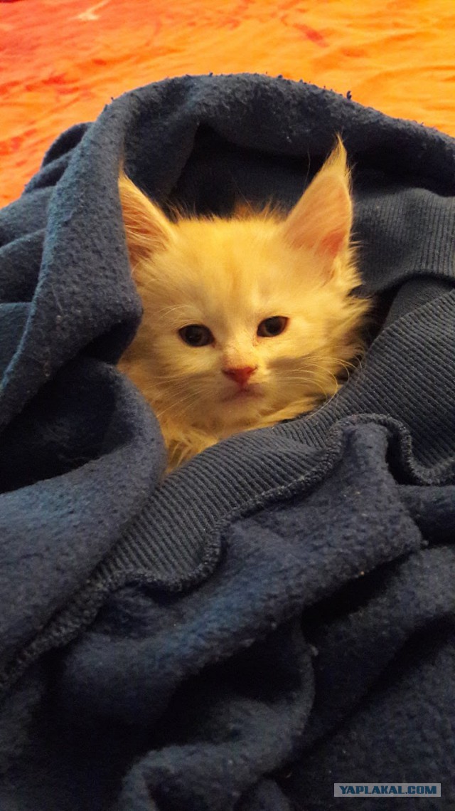 Котовторник 20.03.2018