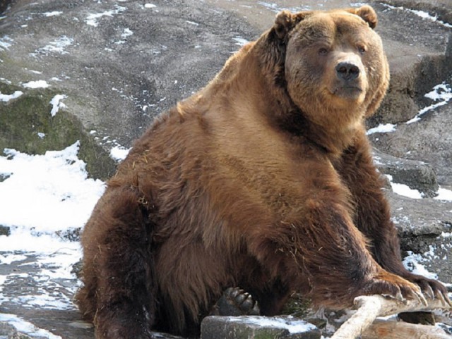 Интересное о медведях.