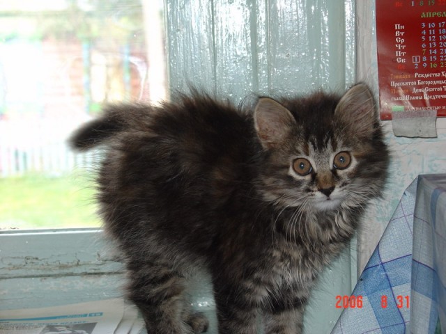 Котомет на вторник (15.04.2008)