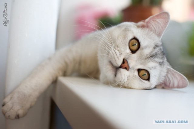 УРРААА ! Котовторник на ЯПлакалъ !
