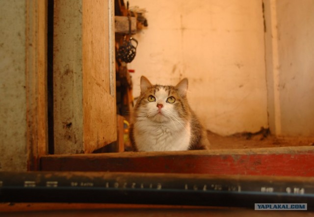 Котовторник на ферме (65 фот)