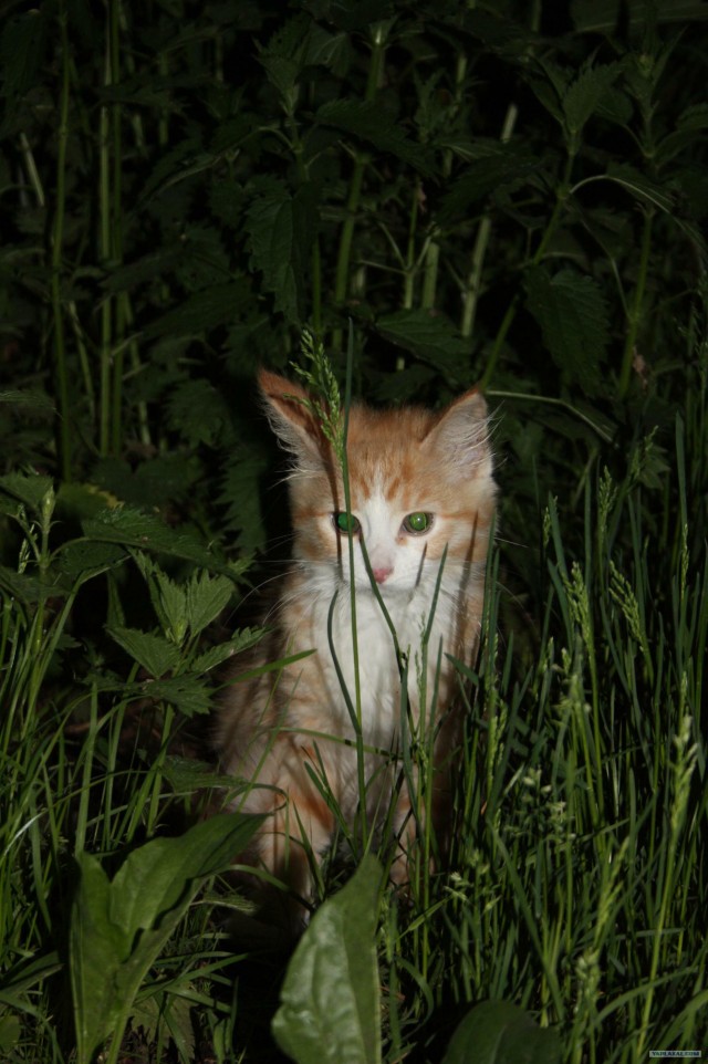 Котовторник (02.06.2009)