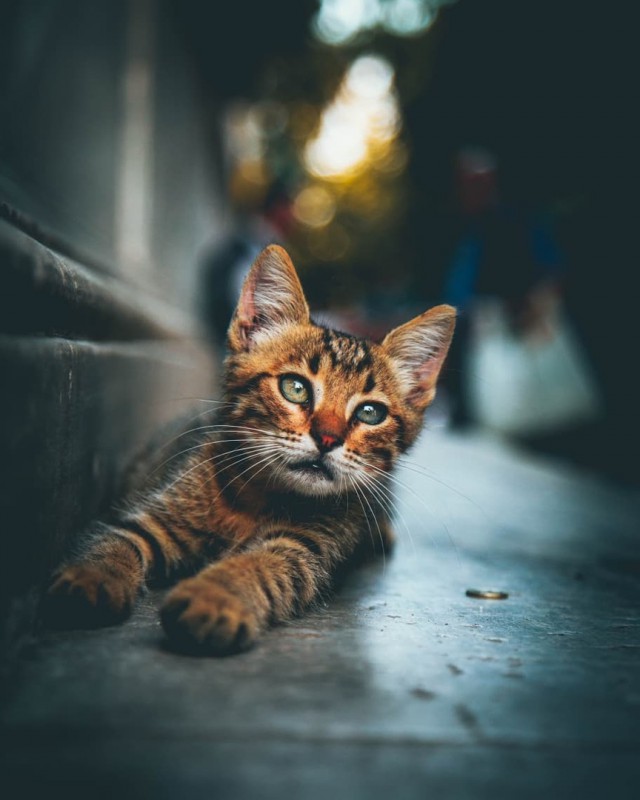 Немного милоты