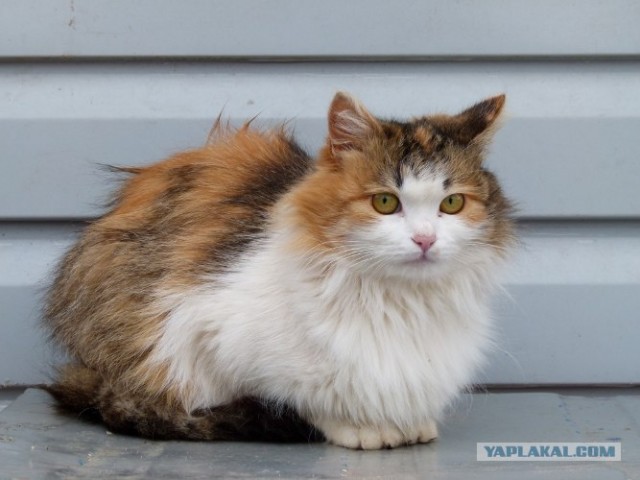 Начинаем котовторник!