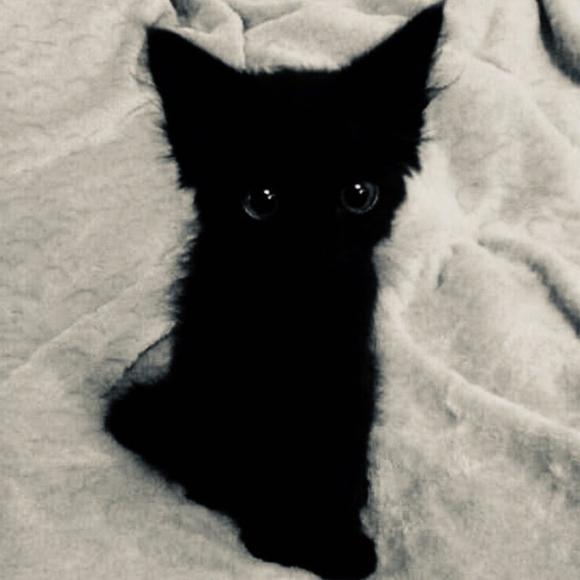 Прикольных котов пост