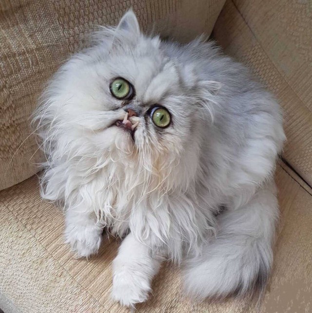 Прикольных котов пост
