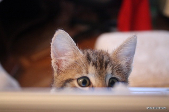 Котовторник! 11.10.11