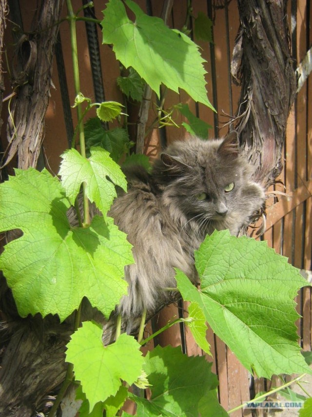 Котовторник (начало в супермаркете!)
