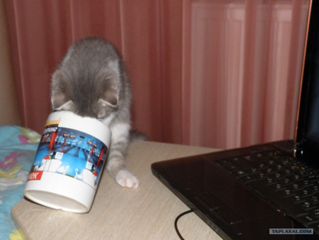 Котовторник!