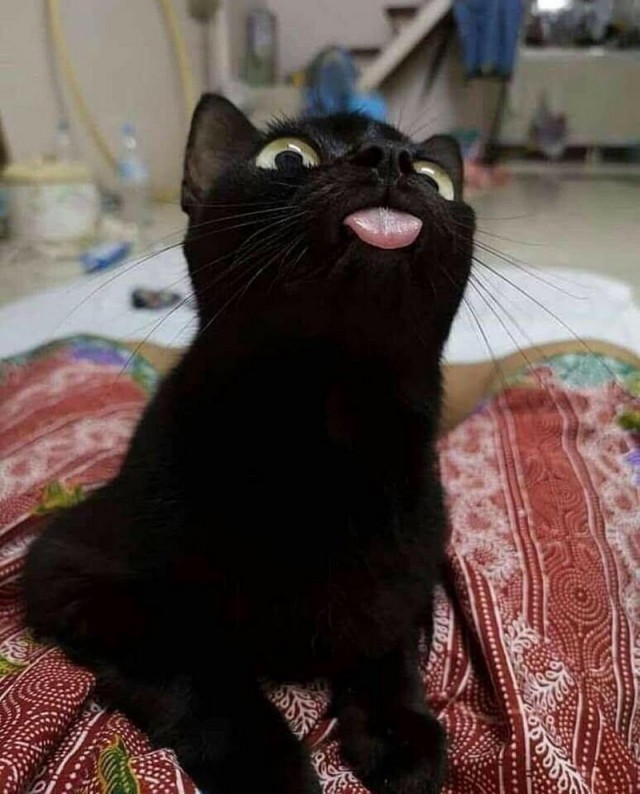 Прикольных котов пост