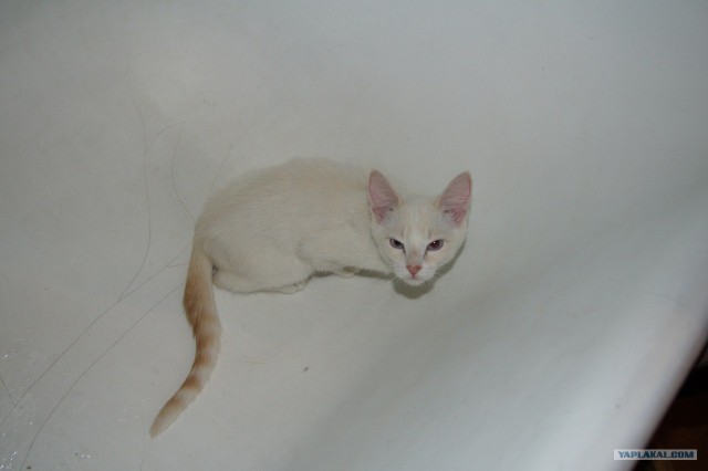 Котовторник (07.02.2012)