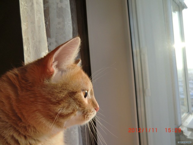 Котовторник 27.03.2012