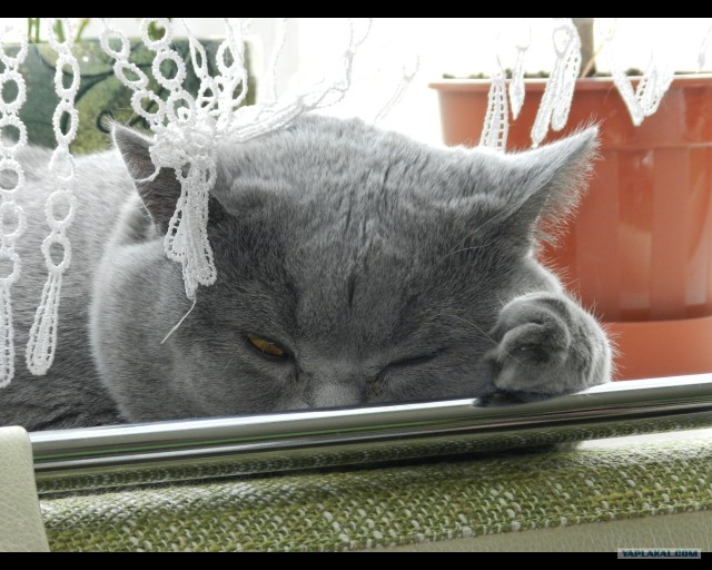 Котовторник  от 3.04.2012