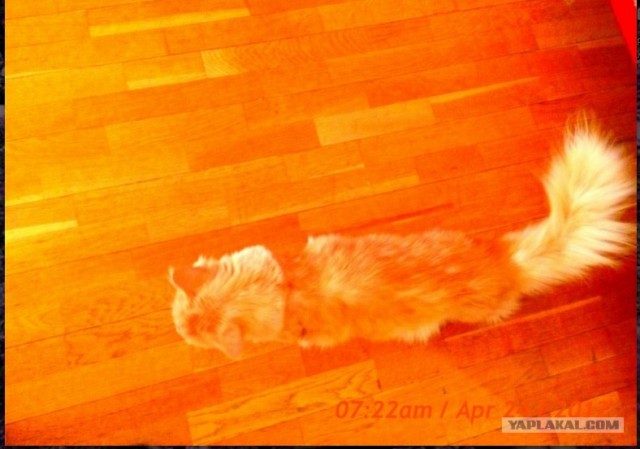 Котовторник 24.04.2012