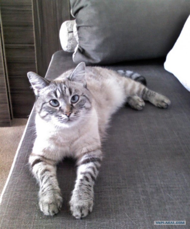 Котовторник  19.06.2012