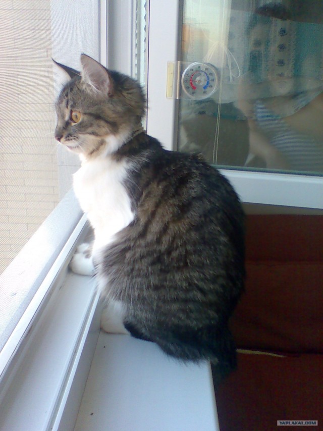 Котовторник 31.07.2012 г.