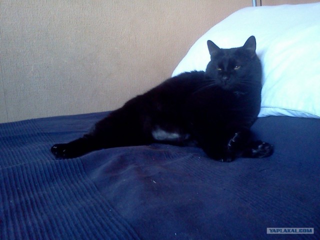 Котовторник  14.08.2012.