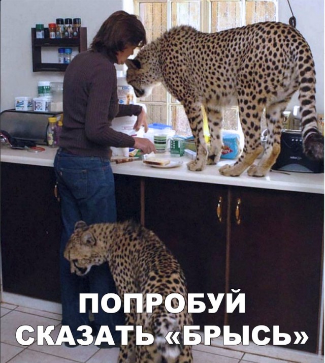 Дикий котовторник