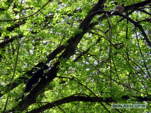 котовторник 07.05.2019