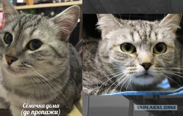 Помогите вернуть кота! Приют "Преданное сердце" украл кота и не отдает!