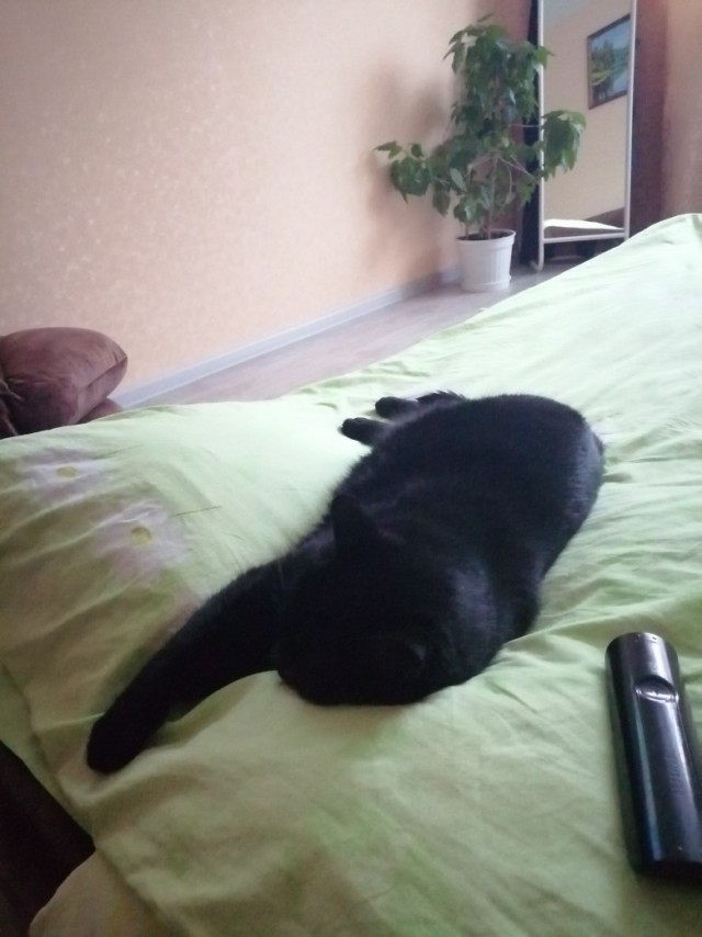 Коты из сети