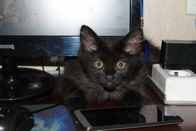 Котофеев пост