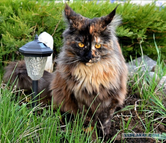 Можно начинать? Котовторник от 05.05.20