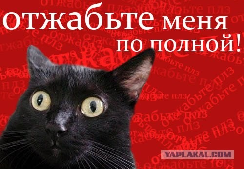 Киса хочет жабы