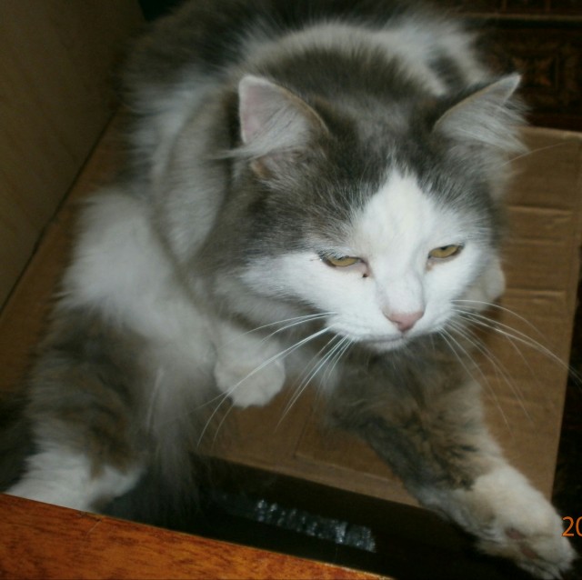 Котовторник 14.07.2020