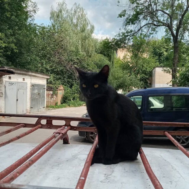 Котовторник